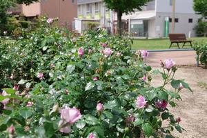 駅前公園6
