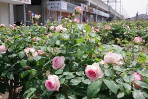 駅前公園7