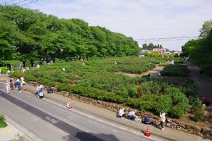 与野公園清掃11