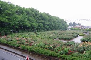 与野公園1