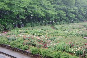 与野公園3