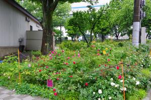 与野公園4