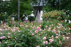 与野公園6
