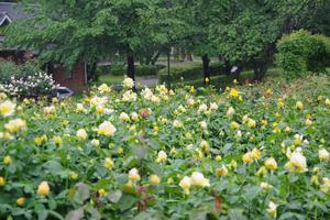 与野公園17