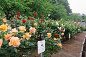 与野公園20