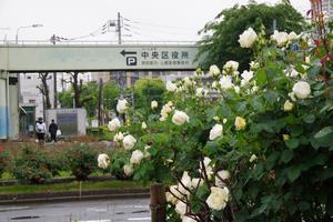 区役所周辺7