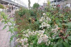 駅前公園2