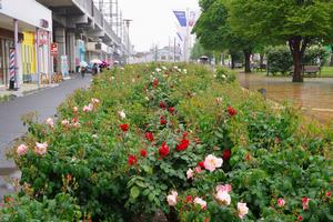 駅前公園4