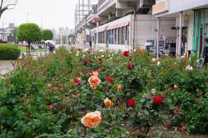 駅前公園6