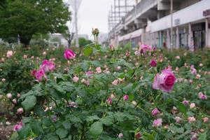 駅前公園8