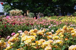 与野公園4