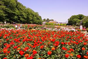 与野公園11