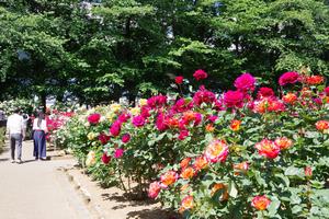 与野公園14