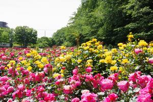 与野公園19