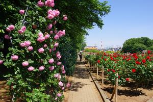 与野公園22