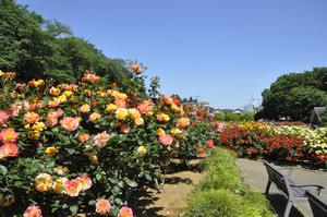 与野公園26