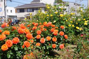 駅前公園4