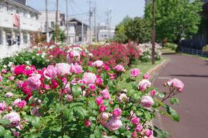 駅前公園12