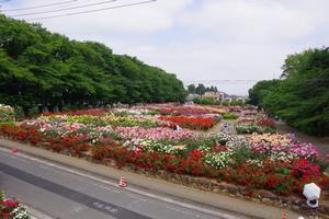 与野公園1