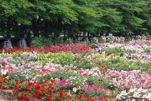 与野公園3