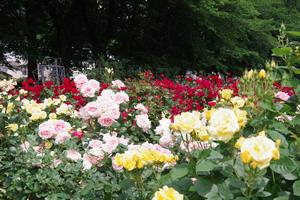 与野公園4