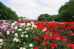 与野公園6