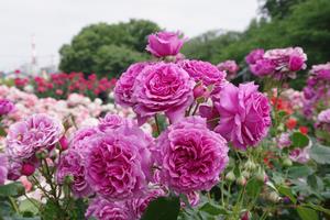 与野公園7