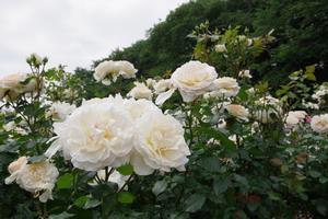 与野公園15