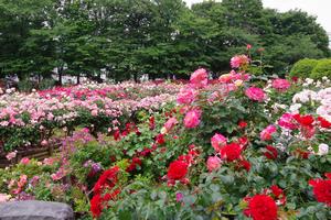 与野公園17