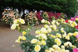 与野公園18