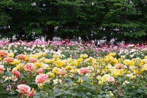 与野公園21
