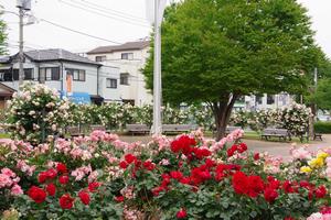 駅前公園4