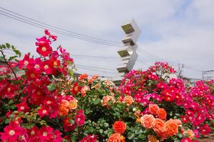 駅前公園7
