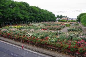 与野公園1