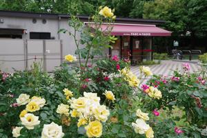 与野公園4