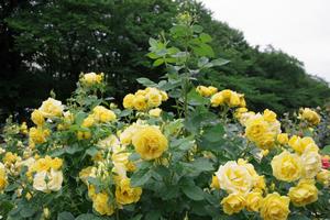 与野公園5