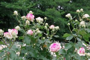 与野公園8