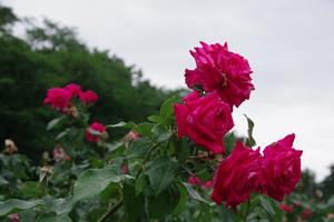与野公園9