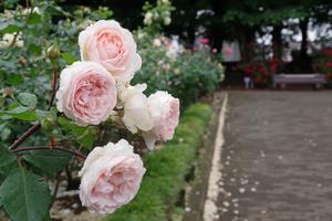 与野公園15
