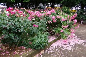 与野公園16