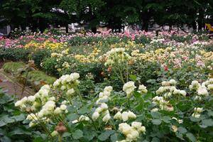 与野公園18