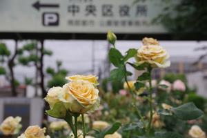 区役所周辺2