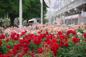 駅前公園7