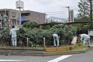 庁舎バラ剪定6