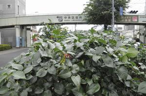 庁舎バラ剪定8