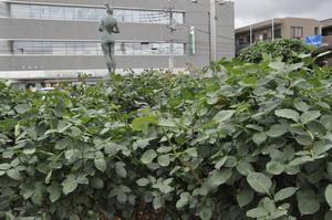 庁舎バラ剪定9