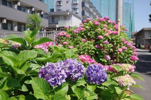 鈴谷小学校あじさい1