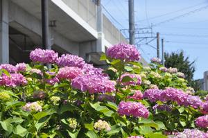 環境空間赤山あじさい1