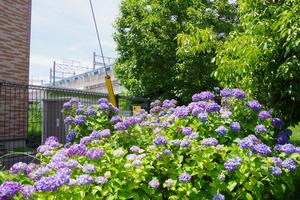 環境空間区役所あじさい