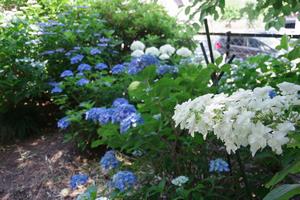 大戸公民館あじさい